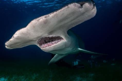 cuantos dientes tiene un tiburon.